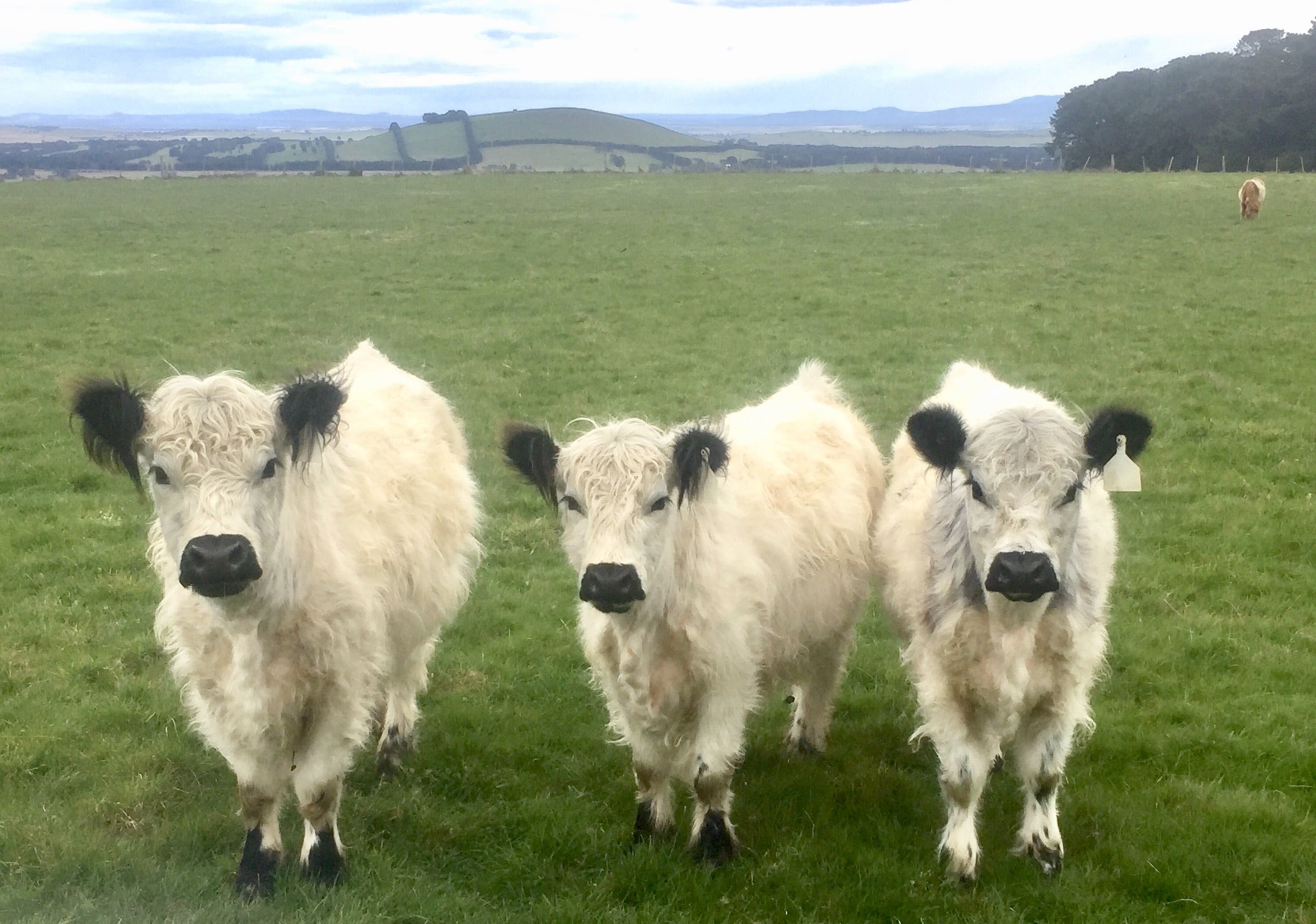 Home, miniature Scottish highland cow for sale in Australia