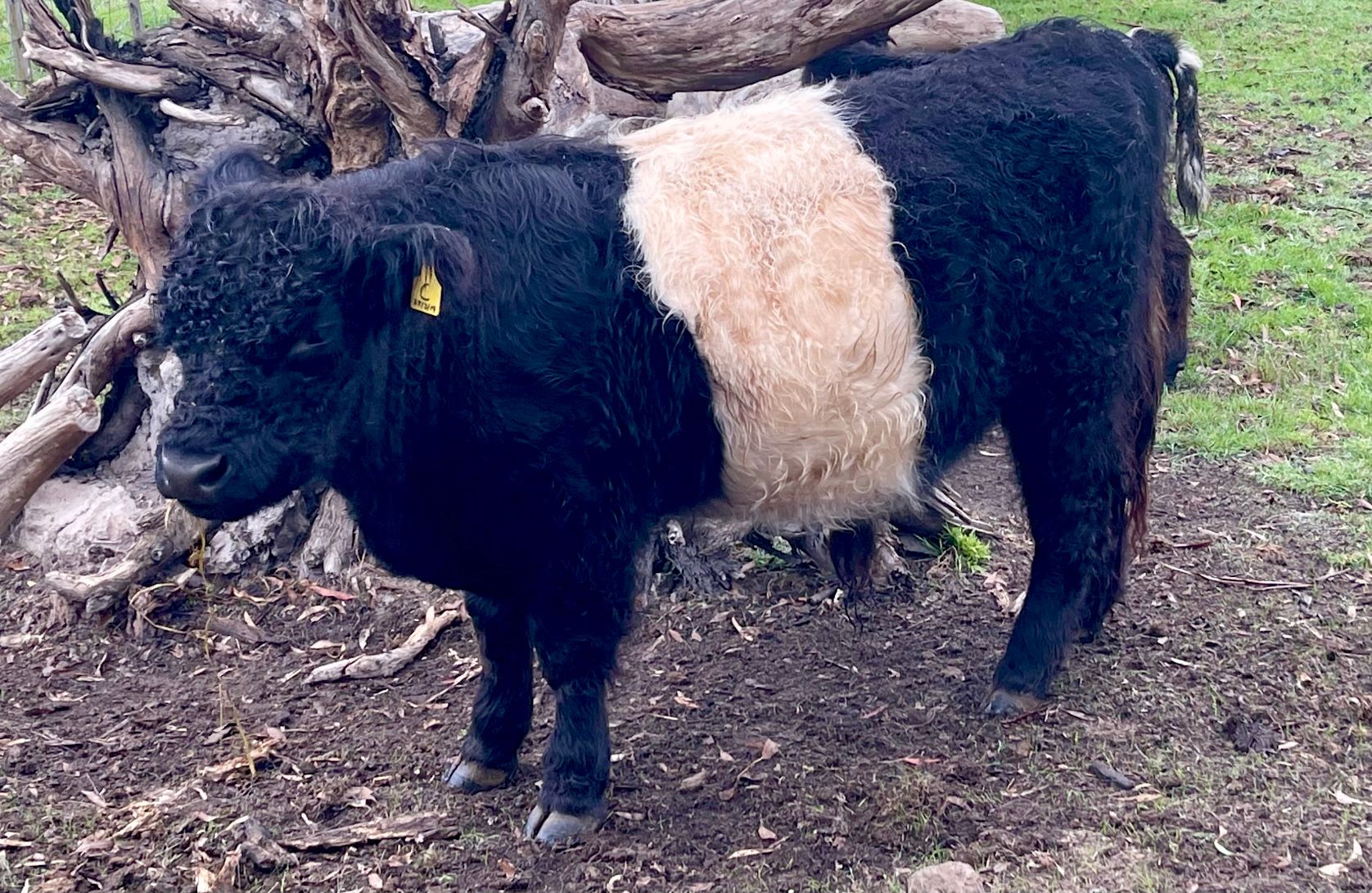 mini highland bull