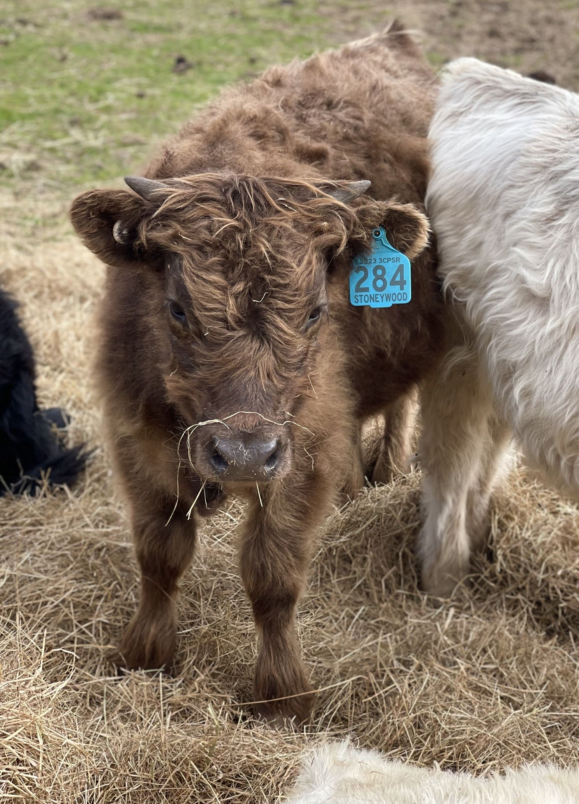 Miniature Highland Cattle Sale