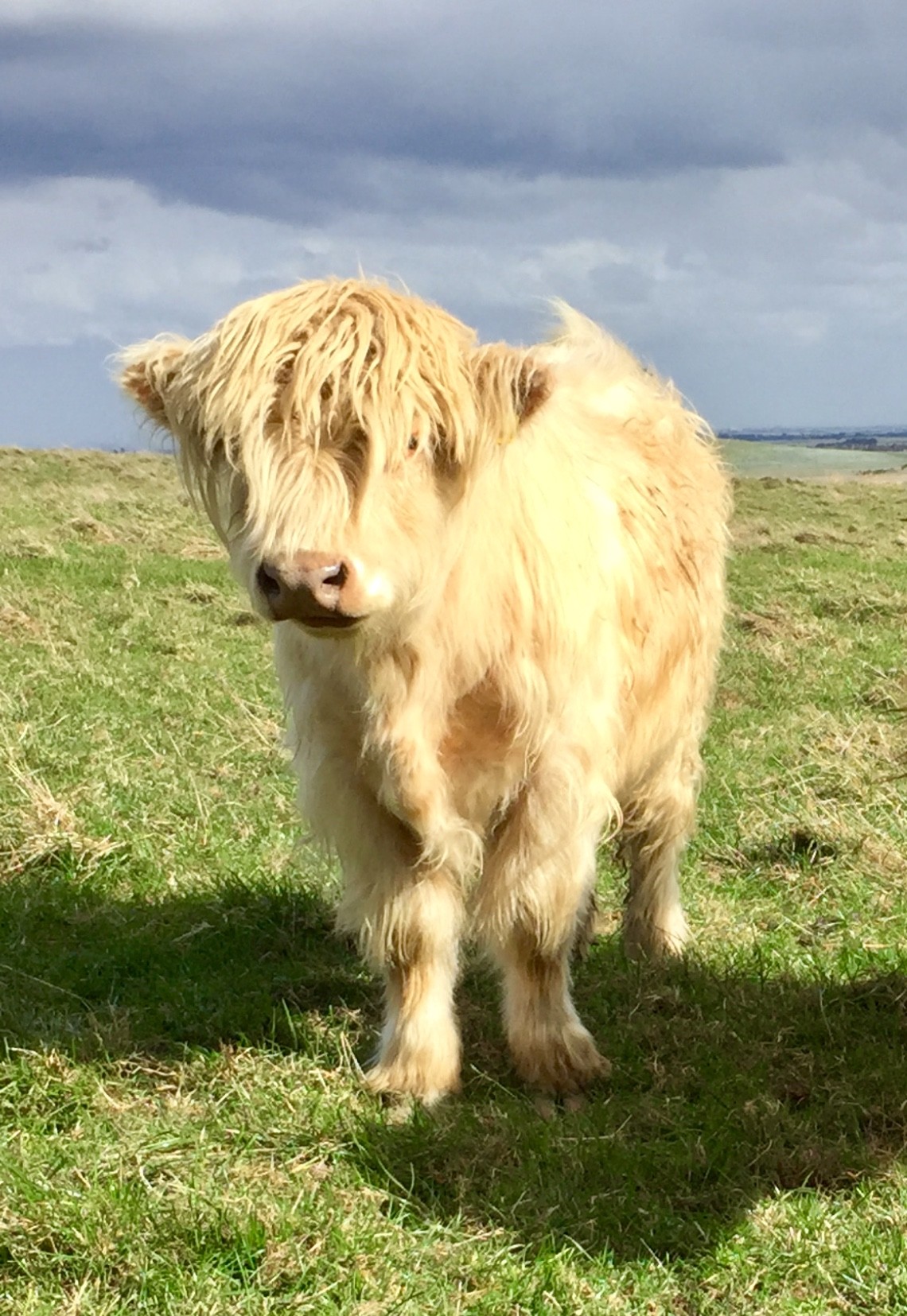 Poll Highland Cattle Society Inc.